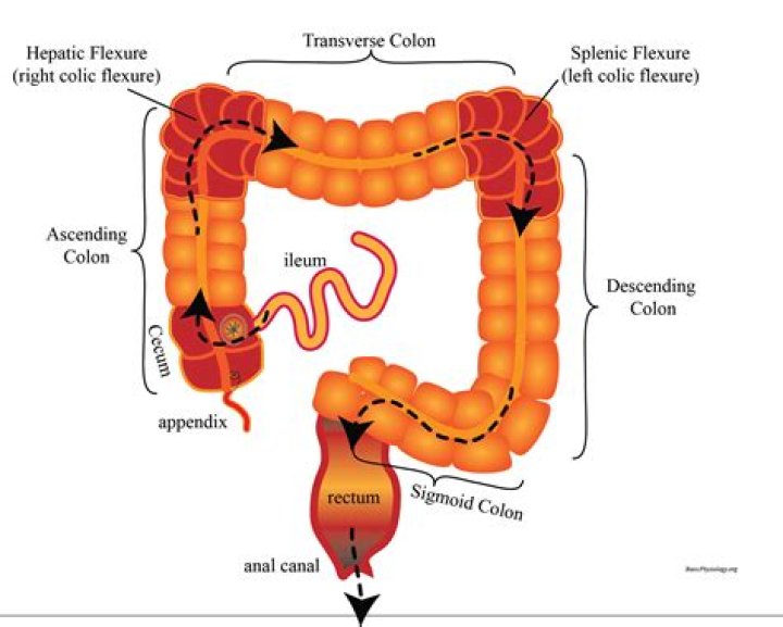 C++, What does the colon after a constructor mean? [duplicate]
