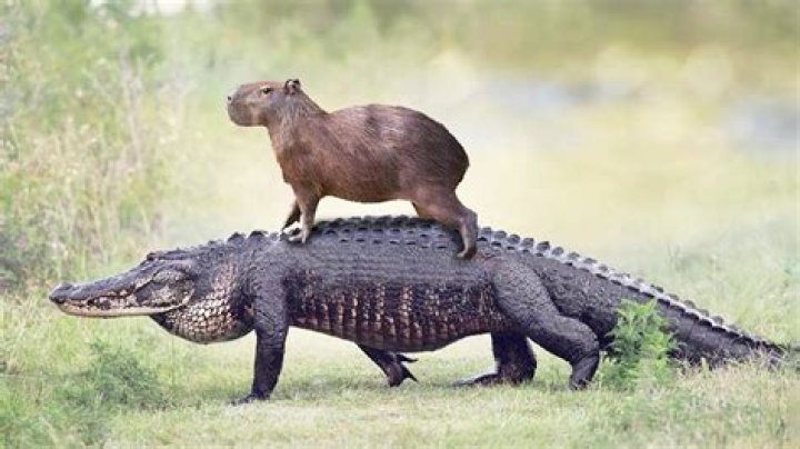 Capybara with :js => true causes test to fail