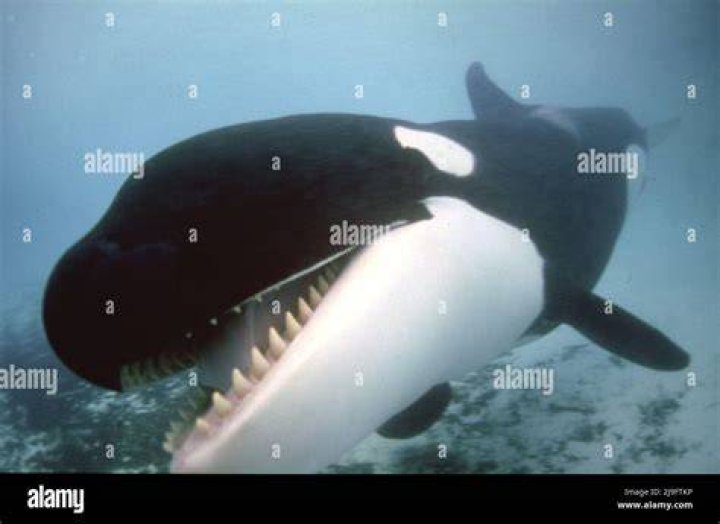 Orca