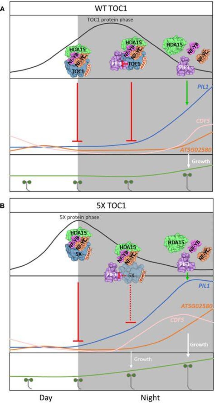 toc1